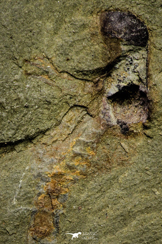21155 - Premium Grade Soft Bodied Xiphosurid (Horseshoe Crab Ancestor) Lower Ordovician