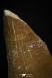 05741 - Nice Collection of 4 Unidentified Mosasaurus Teeth Late Cretaceous