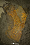 30324 - Top Rare 5.39 Inch Hydrocephalus carens Middle Cambrian Trilobite - Czech Republic
