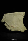 21155 - Premium Grade Soft Bodied Xiphosurid (Horseshoe Crab Ancestor) Lower Ordovician