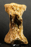 07189 - Top Rare 4.83 Inch Spinosaurus Dinosaur Partial Caudal (Tail) Vertebra Bone Cretaceous KemKem Beds
