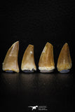 05741 - Nice Collection of 4 Unidentified Mosasaurus Teeth Late Cretaceous