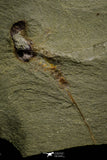 21155 - Premium Grade Soft Bodied Xiphosurid (Horseshoe Crab Ancestor) Lower Ordovician
