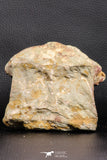 07190 - Top Huge 4.37 Inch Spinosaurid Dinosaur Partial Cervical Vertebra Bone Cretaceous KemKem Beds