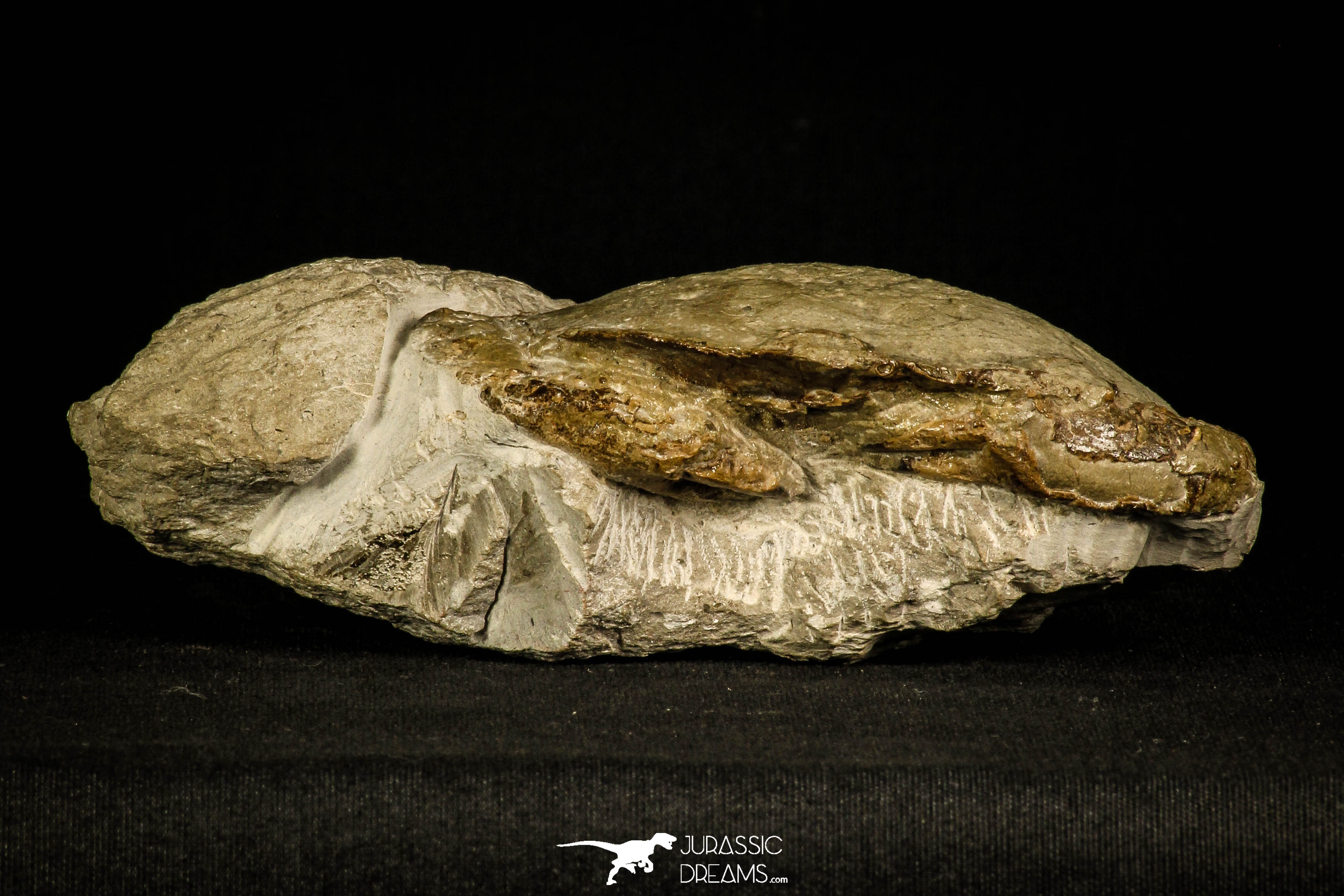 Beautiful 4.11 Inch Harpactocarcinus punctulatus Fossil Crab ...