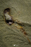 21155 - Premium Grade Soft Bodied Xiphosurid (Horseshoe Crab Ancestor) Lower Ordovician