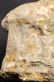 07190 - Top Huge 4.37 Inch Spinosaurid Dinosaur Partial Cervical Vertebra Bone Cretaceous KemKem Beds