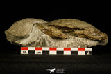 30325- Beautiful 4.11 Inch Harpactocarcinus punctulatus Fossil Crab - Eocene Italy