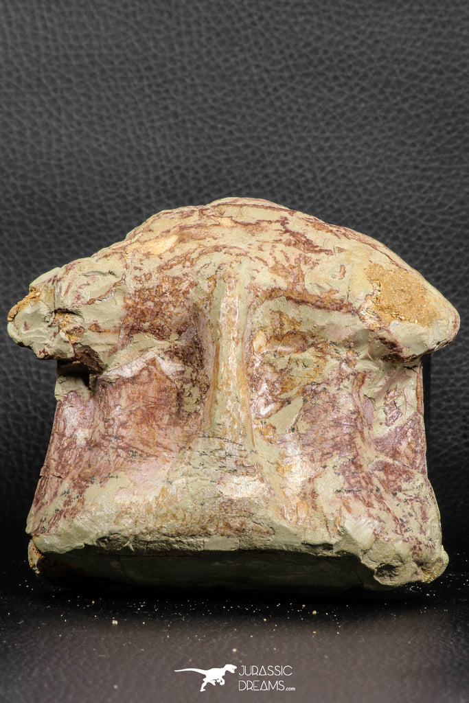 07190 - Top Huge 4.37 Inch Spinosaurid Dinosaur Partial Cervical Vertebra Bone Cretaceous KemKem Beds