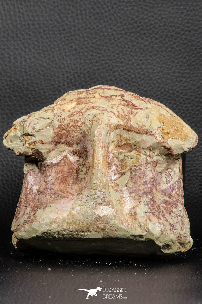 07190 - Top Huge 4.37 Inch Spinosaurid Dinosaur Partial Cervical Vertebra Bone Cretaceous KemKem Beds