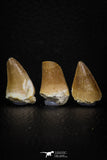 05742 - Beautiful Collection of 3 Mosasaur (Prognathodon anceps) Teeth Cretaceous