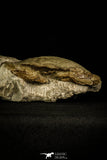 30325- Beautiful 4.11 Inch Harpactocarcinus punctulatus Fossil Crab - Eocene Italy