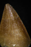 05742 - Beautiful Collection of 3 Mosasaur (Prognathodon anceps) Teeth Cretaceous