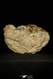 30325- Beautiful 4.11 Inch Harpactocarcinus punctulatus Fossil Crab - Eocene Italy