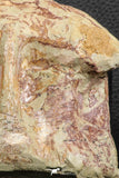 07190 - Top Huge 4.37 Inch Spinosaurid Dinosaur Partial Cervical Vertebra Bone Cretaceous KemKem Beds