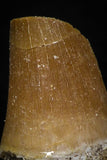 05742 - Beautiful Collection of 3 Mosasaur (Prognathodon anceps) Teeth Cretaceous