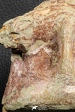 07190 - Top Huge 4.37 Inch Spinosaurid Dinosaur Partial Cervical Vertebra Bone Cretaceous KemKem Beds