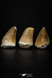 05742 - Beautiful Collection of 3 Mosasaur (Prognathodon anceps) Teeth Cretaceous