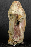 07190 - Top Huge 4.37 Inch Spinosaurid Dinosaur Partial Cervical Vertebra Bone Cretaceous KemKem Beds