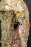 07190 - Top Huge 4.37 Inch Spinosaurid Dinosaur Partial Cervical Vertebra Bone Cretaceous KemKem Beds