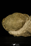 30325- Beautiful 4.11 Inch Harpactocarcinus punctulatus Fossil Crab - Eocene Italy