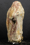 07190 - Top Huge 4.37 Inch Spinosaurid Dinosaur Partial Cervical Vertebra Bone Cretaceous KemKem Beds