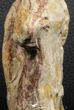 07190 - Top Huge 4.37 Inch Spinosaurid Dinosaur Partial Cervical Vertebra Bone Cretaceous KemKem Beds