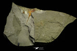21157 - Premium Grade Soft Bodied Xiphosurid (Horseshoe Crab Ancestor) Lower Ordovician