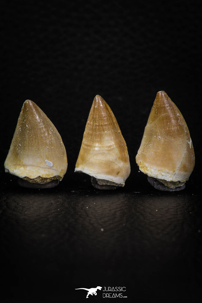 05743 - Beautiful Collection of 3 Mosasaur (Prognathodon anceps) Teeth Cretaceous