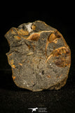 30326 - Extremely Rare 0.46 Inch Trinucleodes reussi Ordovician Trilobite - Czech Republic