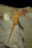 21157 - Premium Grade Soft Bodied Xiphosurid (Horseshoe Crab Ancestor) Lower Ordovician
