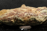 07190 - Top Huge 4.37 Inch Spinosaurid Dinosaur Partial Cervical Vertebra Bone Cretaceous KemKem Beds