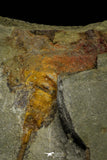21157 - Premium Grade Soft Bodied Xiphosurid (Horseshoe Crab Ancestor) Lower Ordovician
