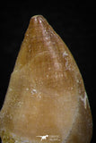 05743 - Beautiful Collection of 3 Mosasaur (Prognathodon anceps) Teeth Cretaceous