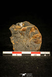 30326 - Extremely Rare 0.46 Inch Trinucleodes reussi Ordovician Trilobite - Czech Republic