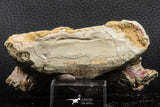 07190 - Top Huge 4.37 Inch Spinosaurid Dinosaur Partial Cervical Vertebra Bone Cretaceous KemKem Beds