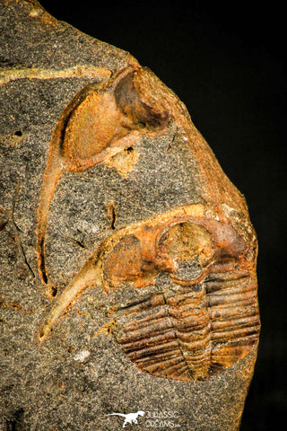 30326 - Extremely Rare 0.46 Inch Trinucleodes reussi Ordovician Trilobite - Czech Republic