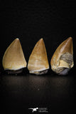 05743 - Beautiful Collection of 3 Mosasaur (Prognathodon anceps) Teeth Cretaceous