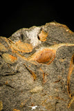 30326 - Extremely Rare 0.46 Inch Trinucleodes reussi Ordovician Trilobite - Czech Republic