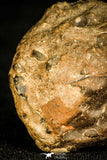 30326 - Extremely Rare 0.46 Inch Trinucleodes reussi Ordovician Trilobite - Czech Republic