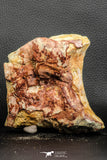 07191 - Top Rare 4.44 Inch Spinosaurid Dinosaur Partial Vertebra Bone Cretaceous KemKem Beds