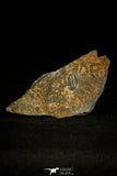 30327 - Beautiful 0.44 Inch Arthricocephalus sp Cambrian Trilobite - China