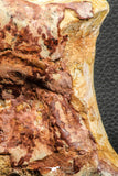 07191 - Top Rare 4.44 Inch Spinosaurid Dinosaur Partial Vertebra Bone Cretaceous KemKem Beds