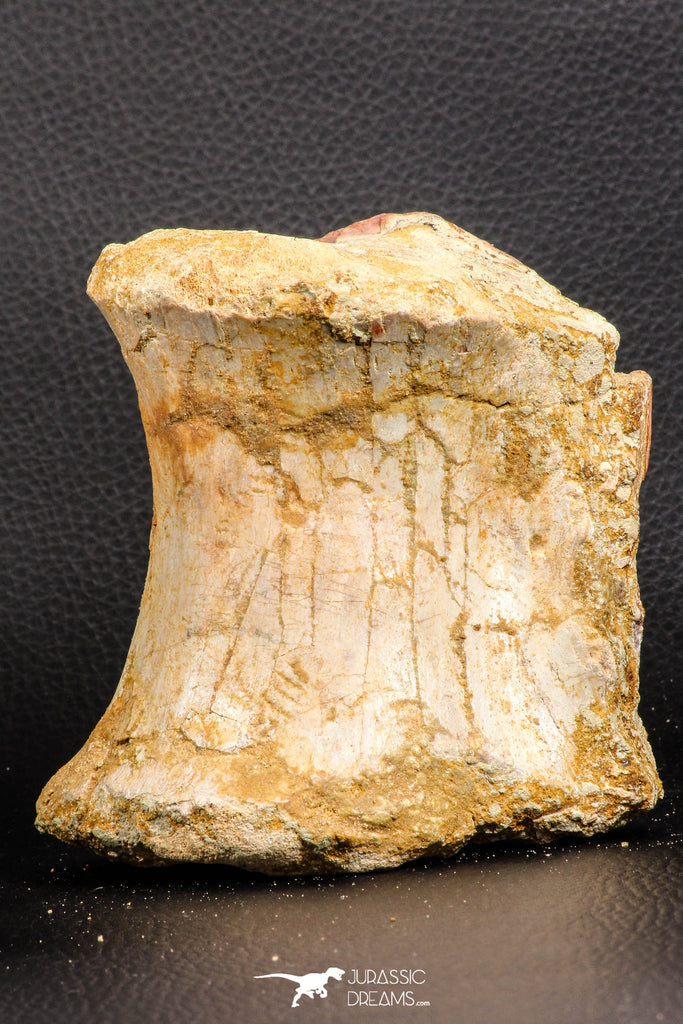 07191 - Top Rare 4.44 Inch Spinosaurid Dinosaur Partial Vertebra Bone Cretaceous KemKem Beds