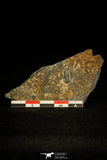 30327 - Beautiful 0.44 Inch Arthricocephalus sp Cambrian Trilobite - China