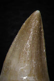 05744 - Beautiful Collection of 4 Mosasaur (Prognathodon anceps) Teeth Cretaceous