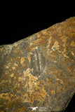 30327 - Beautiful 0.44 Inch Arthricocephalus sp Cambrian Trilobite - China
