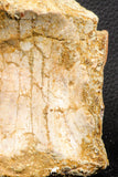 07191 - Top Rare 4.44 Inch Spinosaurid Dinosaur Partial Vertebra Bone Cretaceous KemKem Beds