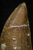 05744 - Beautiful Collection of 4 Mosasaur (Prognathodon anceps) Teeth Cretaceous