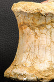 07191 - Top Rare 4.44 Inch Spinosaurid Dinosaur Partial Vertebra Bone Cretaceous KemKem Beds